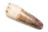 Fossil Spinosaurus Tooth - Feeding Worn Tooth #370574-1